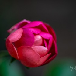 Budding rose   Hi Res   